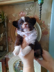 Chihuahua tüdrukud (9 foto / 10)