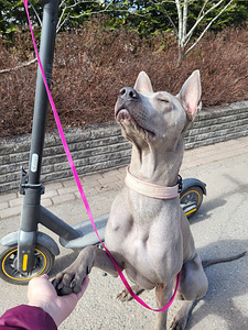 Myyn koiran. (3 valokuva sivusta 3)