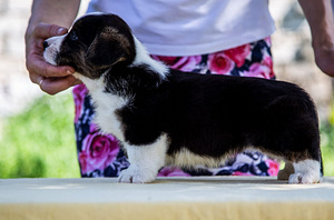 Kutsika Welsh Corgi kardigan (3 foto / 10)