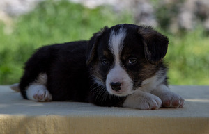 Kutsika Welsh Corgi kardigan (9 foto / 10)