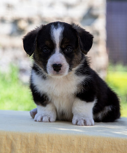 Kutsika Welsh Corgi kardigan (10 foto / 10)