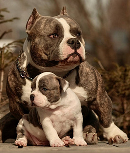 Kutsikad American Bully (2 foto / 7)