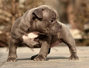 Kutsikad American Bully (3 foto / 7)