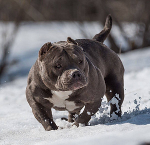 Kutsikad American Bully (7 foto / 7)