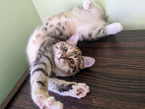 Kiisu/Kitten (tüdruk) väga ilus/väga ilus 3 kuud. (1 foto / 4)