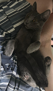 Vene sinine teismeline kassike, väga hell ja kontaktne. (8 foto / 9)