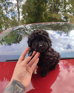 Sale poodles пудель. (2 foto / 7)