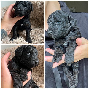 Toy/ kääbus poodle poiss (5 foto / 8)