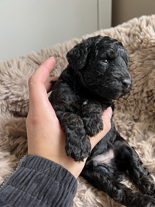 Toy/ kääbus poodle poiss (6 foto / 8)