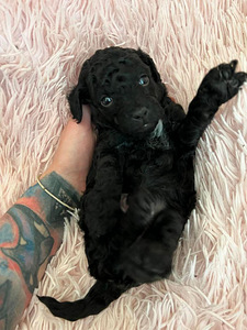 Toy/ kääbus poodle poiss (3 foto / 8)