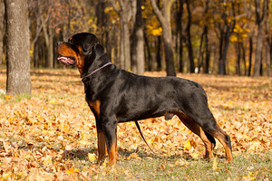 Rottweileri paaritumine (2 foto / 6)
