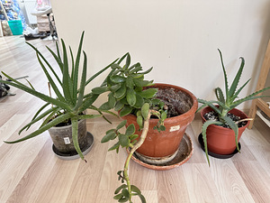 rahapuu aaloe vera aaloe (2 foto / 5)