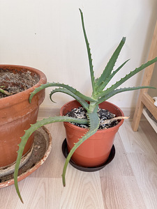 rahapuu aaloe vera aaloe (4 foto / 5)
