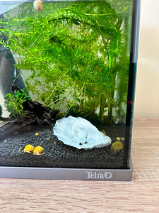 Tetra akvaarium Saksamaal 30 liitrit + kõik vajalik (2 foto / 3)