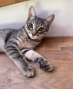 Ilus haruldase sinise tabby värvusega kassipoeg (2 foto / 10)