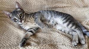 Ilus haruldase sinise tabby värvusega kassipoeg (4 foto / 10)