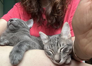 Ilus haruldase sinise tabby värvusega kassipoeg (10 foto / 10)