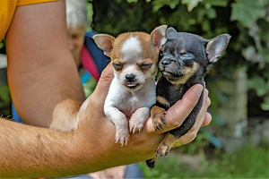 Chihuahua Chihuahua (2 foto / 7)