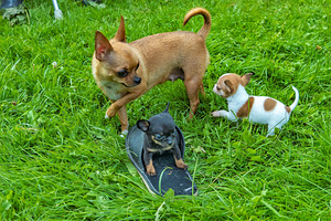 Chihuahua Chihuahua (4 foto / 7)