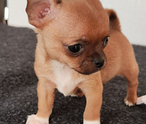 Chihuahua mini Boy 650 g. 21.01.24 sünd.