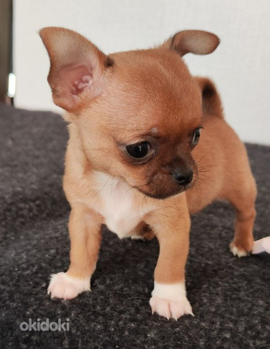 Chihuahua mini Boy 650 g. 21.01.24 sünd. (foto #1)