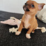 Chihuahua mini Boy 650 g. 21.01.24 sünd. (foto #2)