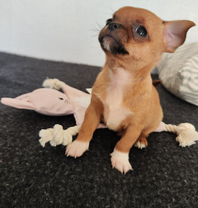 Chihuahua mini Boy 650 g. 21.01.24 sünd. (2 foto / 9)