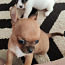 Chihuahua mini Boy 650 g. 21.01.24 sünd. (foto #3)