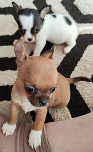 Chihuahua mini Boy 650 g. 21.01.24 sünd. (3 foto / 9)