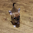Chihuahua mini Boy 650 g. 21.01.24 sünd. (foto #5)