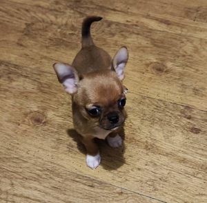 Chihuahua mini Boy 650 g. 21.01.24 sünd. (5 foto / 9)