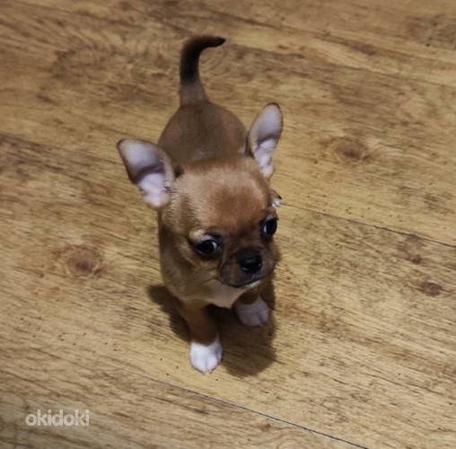 Chihuahua mini Boy 650 g. 21.01.24 sünd. (foto #5)