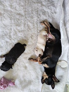 Chihuahua mini . Мальчики Чихуахуа мини