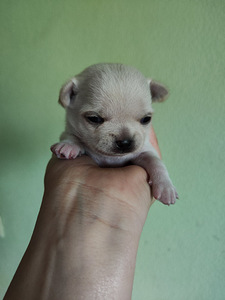 Chihuahua mini. Chihuahua mini isased (3 foto / 10)