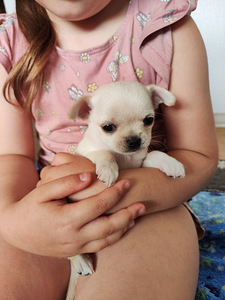 Chihuahua mini. Chihuahua mini isased (2 foto / 10)
