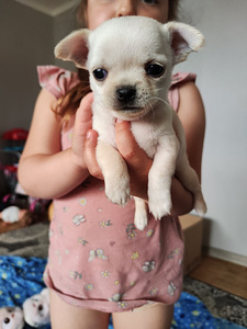 Chihuahua mini. Chihuahua mini isased (10 foto / 10)