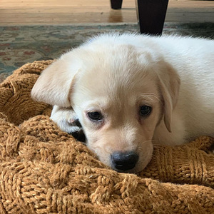 Labrador Retrievers puppies (2 photo of 4)