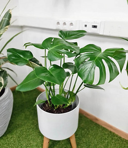 Kvaliteetne Monstera taim (1 foto / 2)