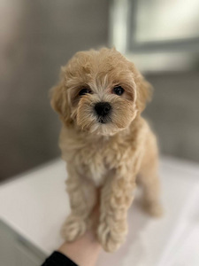 Maltipoo f1 (5 foto / 5)
