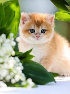 GOLDEN chinchilla BRITI kassipoeg