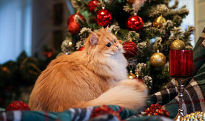 Golden Chinchilla Briti kassipoeg (2 foto / 3)