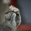 Шотландская вислоухая кошка Боня Scottish fold (фото #4)