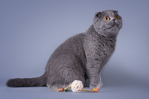 Šoti fold kass Bonya Scottish fold (7 foto / 10)