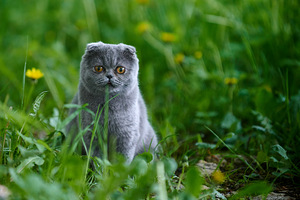 Scottish Fold Baldi (1 foto / 8)