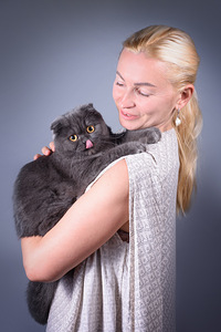 Scottish Fold Bonia (4 foto / 4)