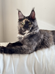 Maine Coon