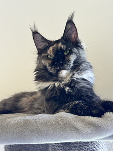 Maine Coon (2 foto / 4)