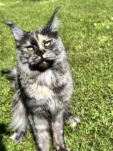 Maine coon emane (2 foto / 7)