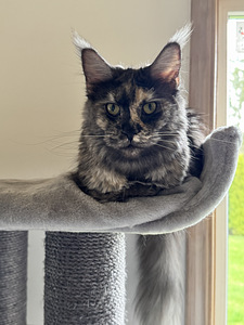 Maine coon emane (3 foto / 7)