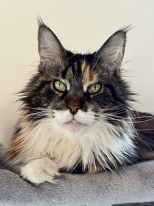 Maine coon emane (1 foto / 5)